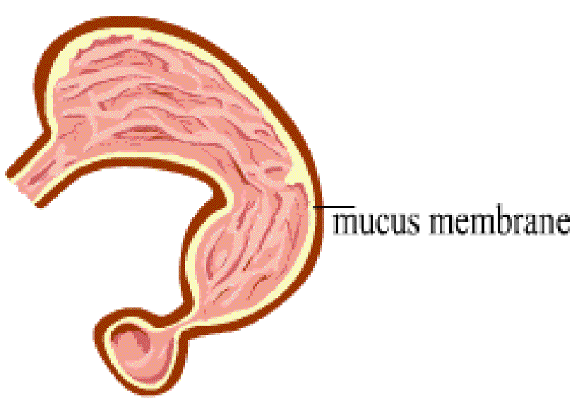 Why doesn't our stomach get digested? [Illustration by Anup Singh]