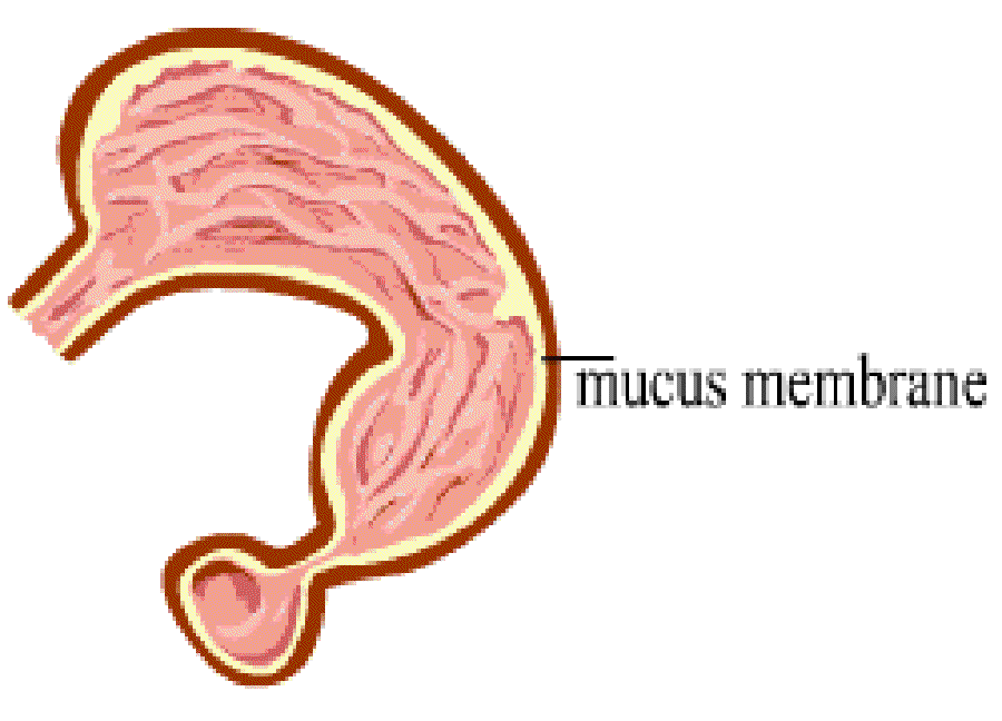 Why doesn't our stomach get digested? [Illustration by Anup Singh]