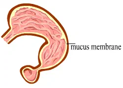 Why doesn't our stomach get digested? [Illustration by Anup Singh]