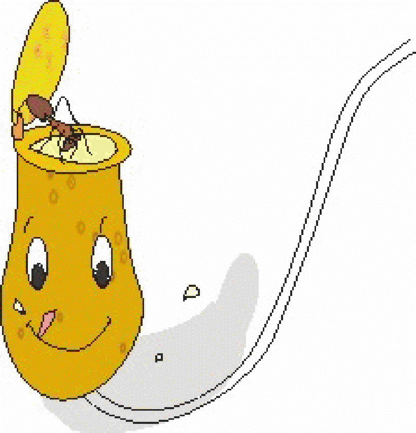 Why are Some Plants Non-vegetarian? [Illustration by Shridevi R.]