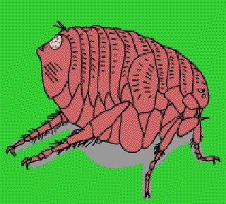 What's Biting the Flea? [Illustration by Sudheer Nath]