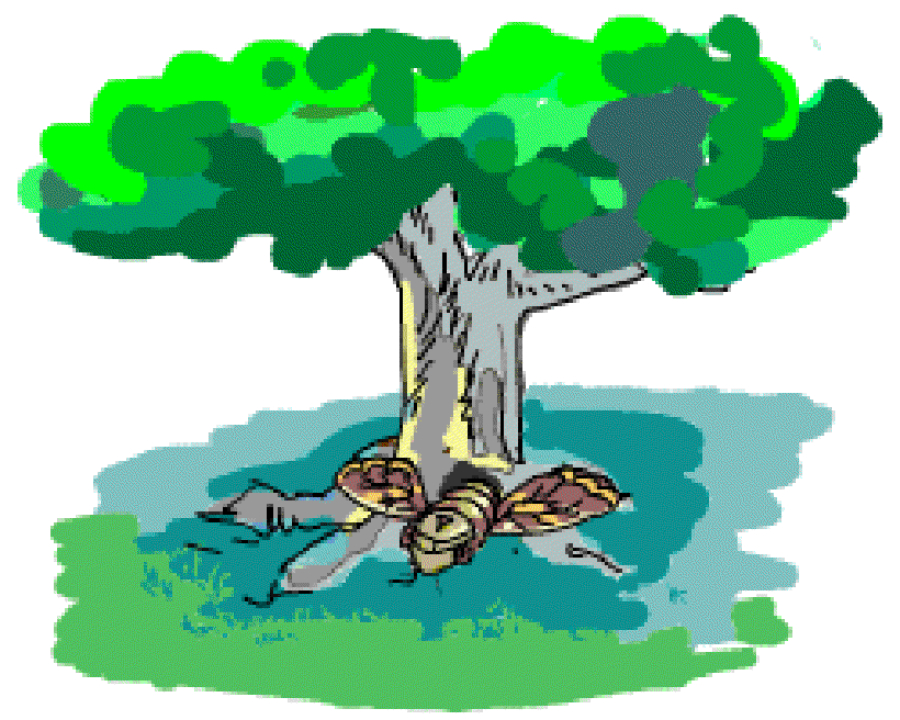 Which Insects Live the Longest? [Illustration by Anup Singh]