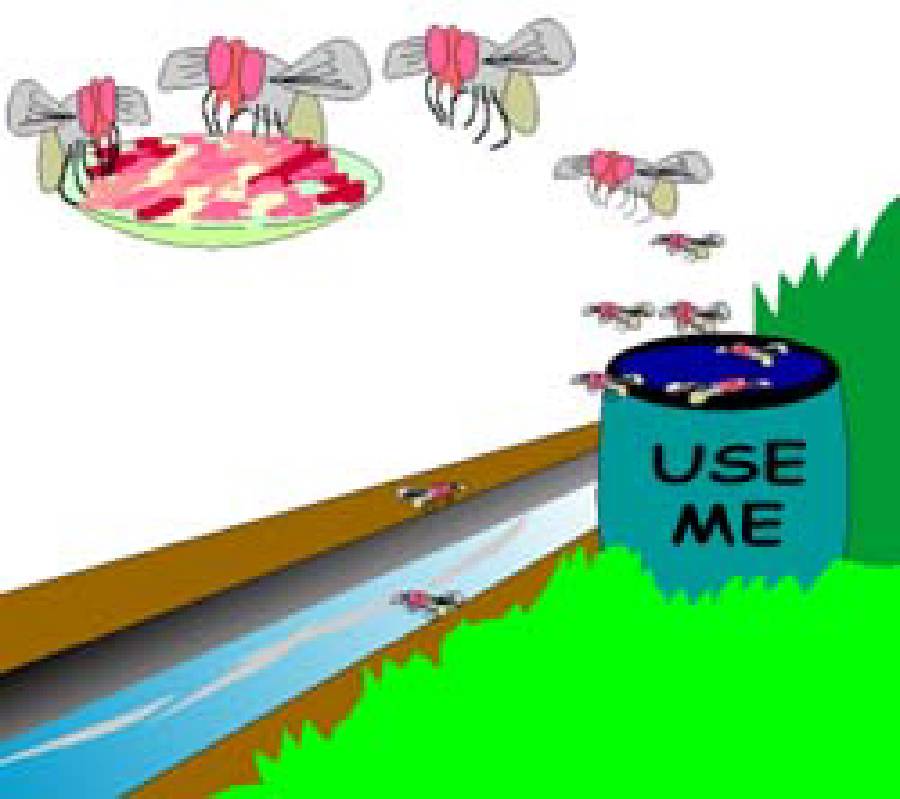 How do Houseflies Spread Diseases? [Illustration by Sudheer Nath]