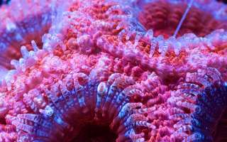 An Organism that is visible from Space