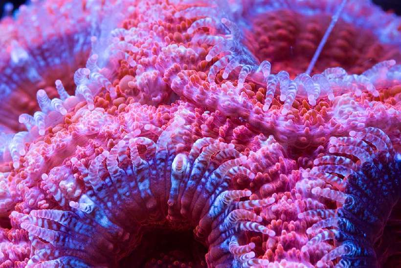A cluster of brightly colored Acanthastrea coral also known as Pineapple coral, Artichoke coral, Starry cup coral.
