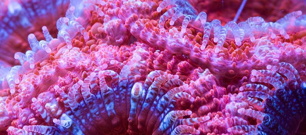 An Organism that is visible from Space
