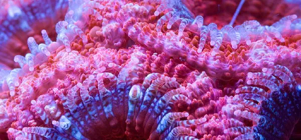 Illustration for An Organism that is visible from Space