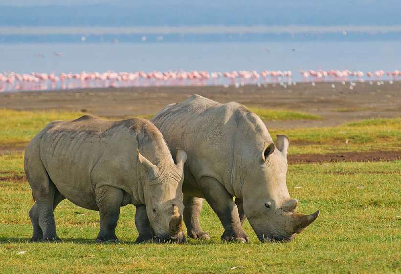 A pair of African Rhinoceros at the lake Nakuru National Park, Kenya, Africa.