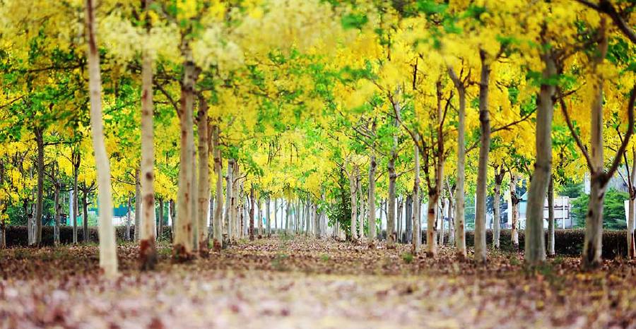 Amaltas (Cassia fistula) also known as the golden shower tree.