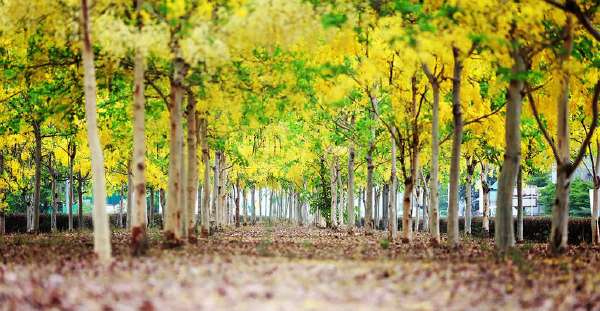 Amaltas (Cassia fistula) also known as the golden shower tree.