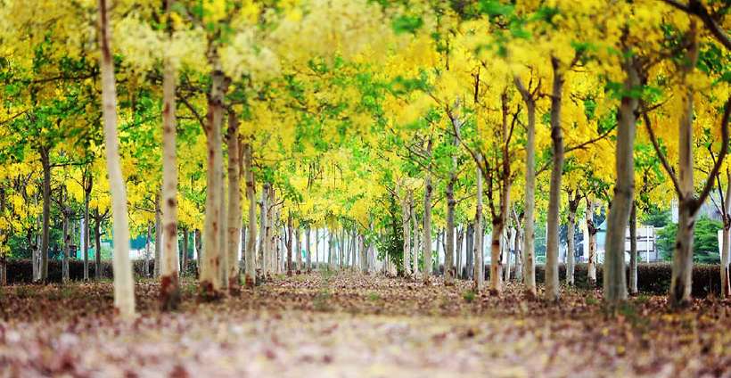 Amaltas (Cassia fistula) also known as the golden shower tree.