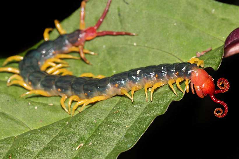 The extremely venomous Peruvian Giant Yellow-leg or Amazonian Giant Centipede. These eat everything from insects to birds!