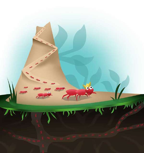 Why do ants walk in a line?