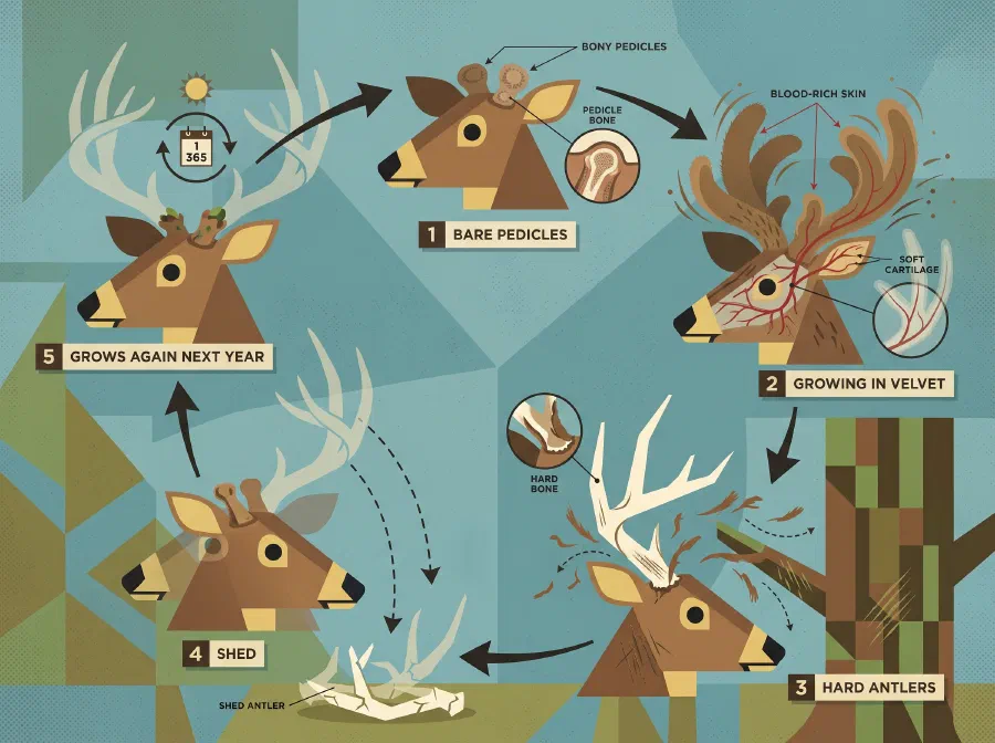 'Antlers: A Deer Story'