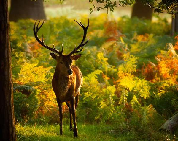 Antlers: A deer story