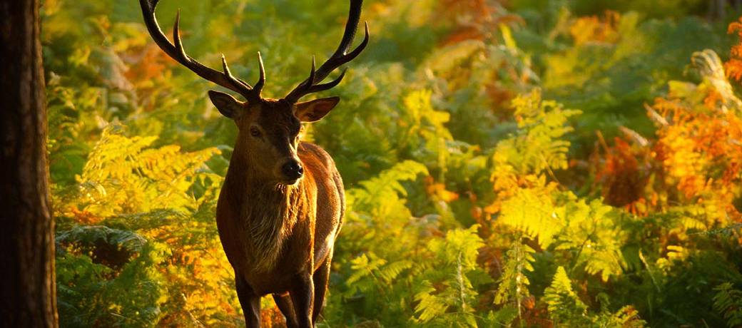 Antlers: A Deer Story