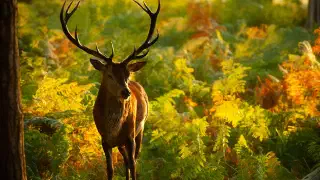 Illustration for Antlers: A Deer Story