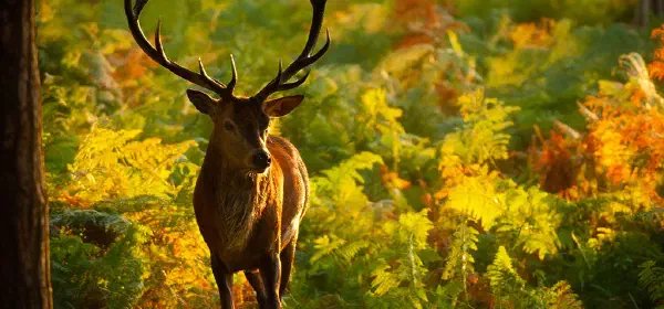 Illustration for Antlers: A Deer Story