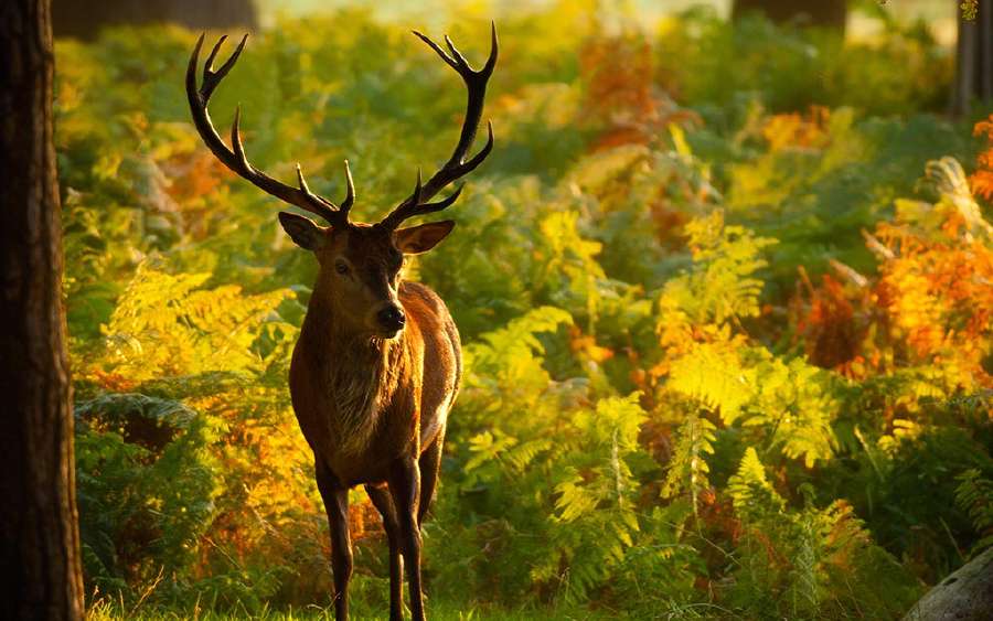 Antlers: A Deer Story