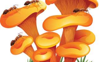 Do Some Animals Farm?