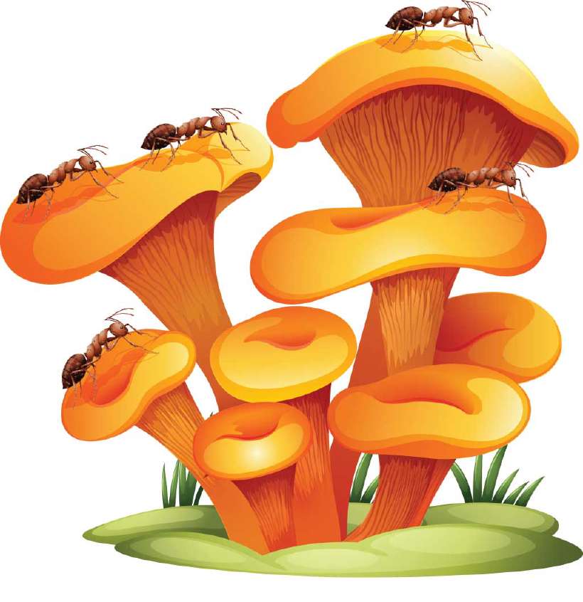Illustration of ants on fungi