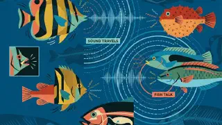 Illustration for Are Fish Dumb?