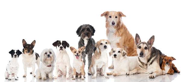 Some of the popular dog breeds