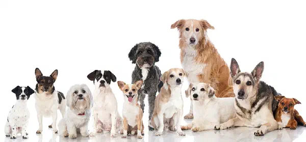 Illustration for Man's Best Friend