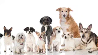 Illustration for Man's Best Friend