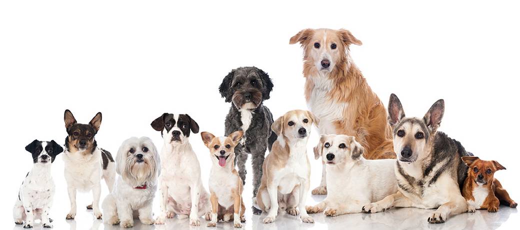Illustration for Man's Best Friend
