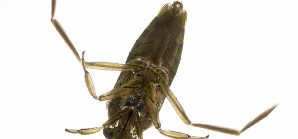 Illustration for Insect which Swims on Its Back
