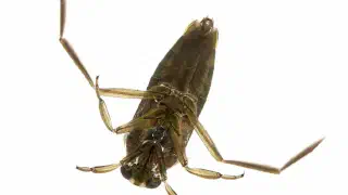 Illustration for Insect which Swims on Its Back