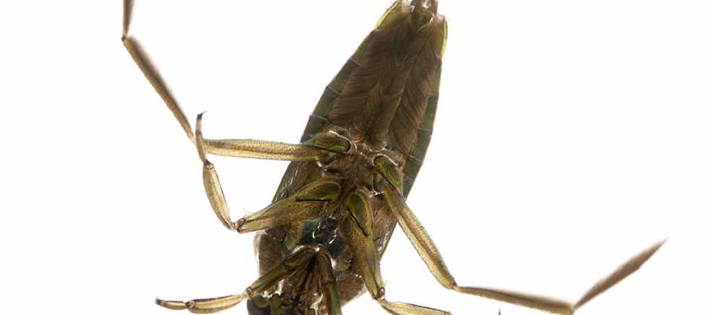 Insect which Swims on Its Back