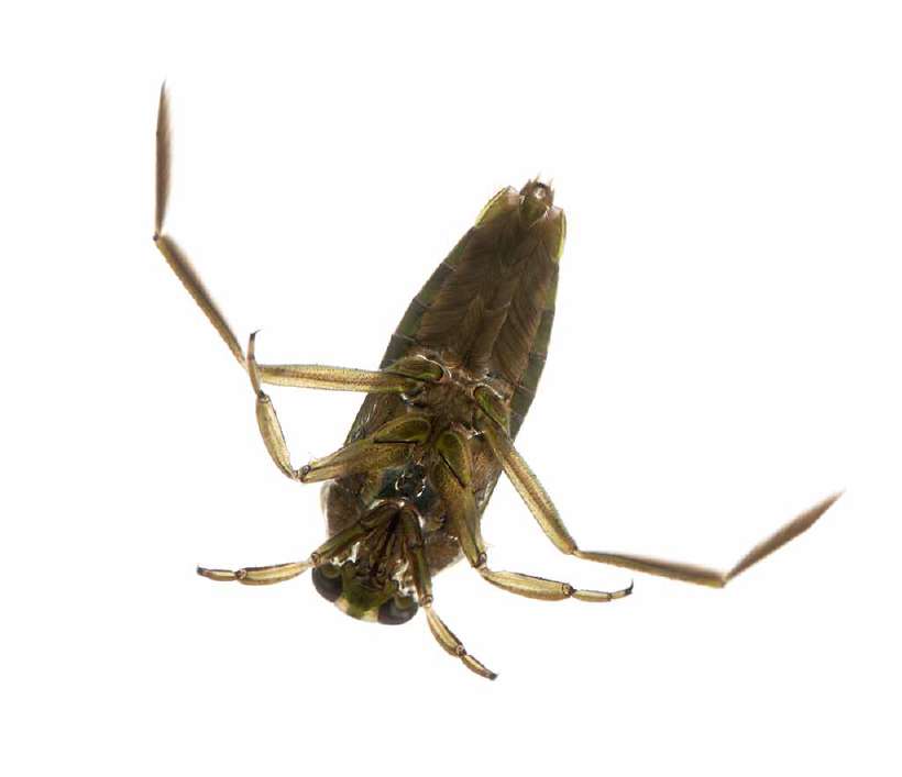 The backswimmers can stay under water for about six hours, by holding air between the wings and the body.