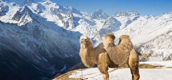 Illustration for A New Camel Specie Discovered