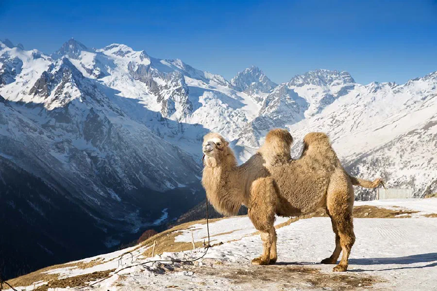 A bactrian camel standing high in the mountains of Caucasus, Russia.