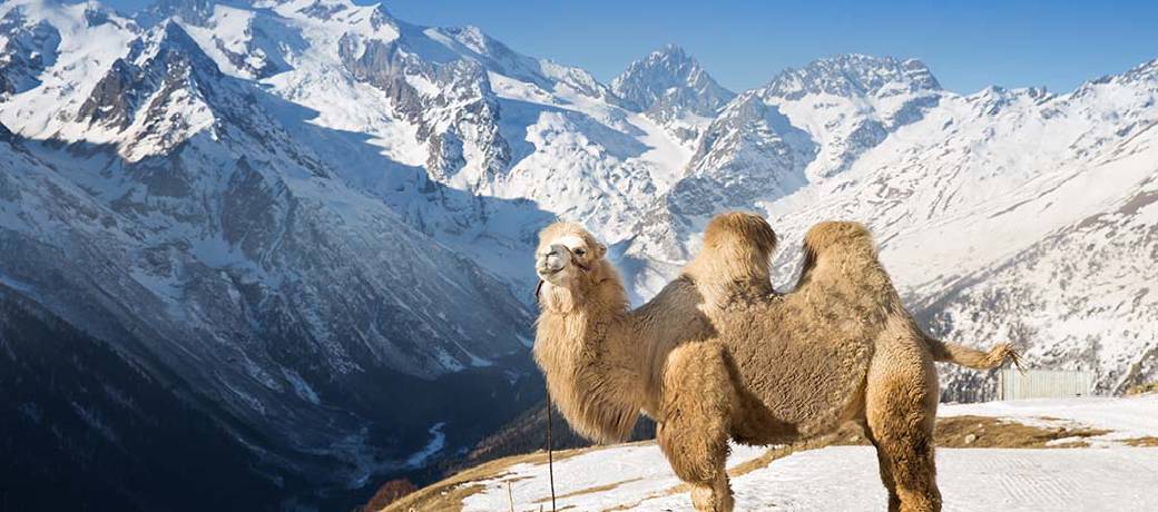 A New Camel Specie Discovered