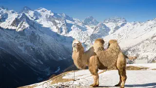 Illustration for A New Camel Specie Discovered