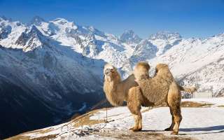 A New Camel Specie Discovered