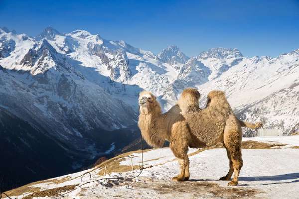 A bactrian camel standing high in the mountains of Caucasus, Russia.
