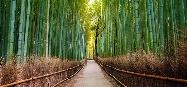 Illustration for Is Bamboo a Grass!