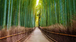 Illustration for Is Bamboo a Grass!