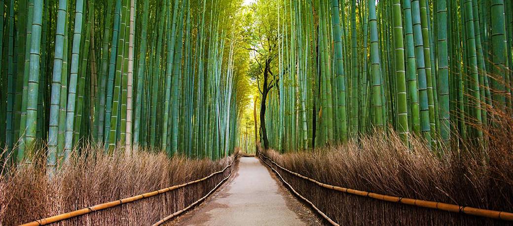 Illustration for Is Bamboo a Grass!