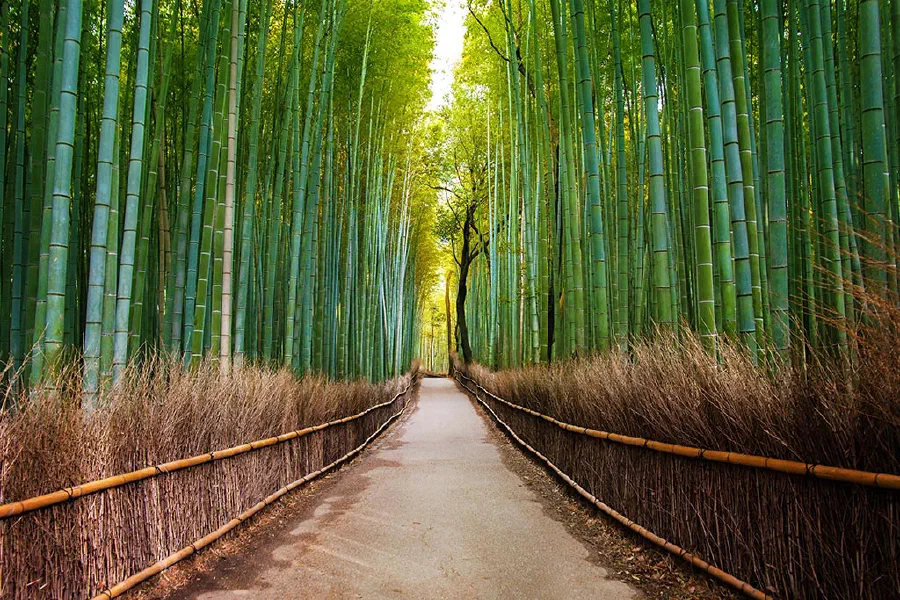 A bamboo forest in Kyoto, Japan