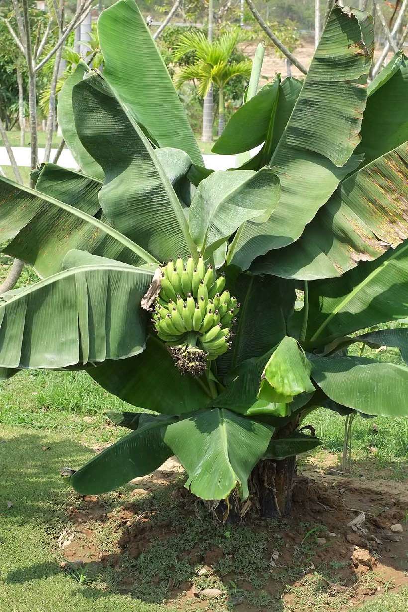 A banana plant