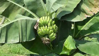 Illustration for Do Bananas Grow on Trees?