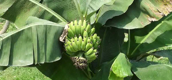 Illustration for Do Bananas Grow on Trees?