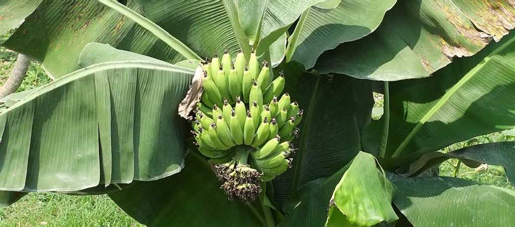 Do Bananas Grow on Trees?