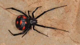 Illustration for Does the Black Widow Spider Kill her Mate?