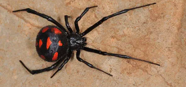 Illustration for Does the Black Widow Spider Kill her Mate?